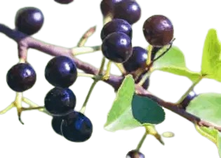 mitolyn-supplement-review