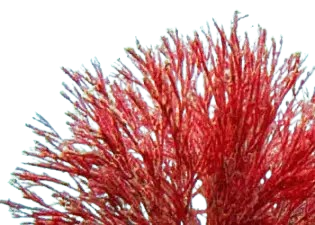 Mitolyn Supplement Review