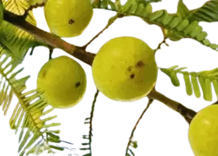 mitolyn-supplement-review