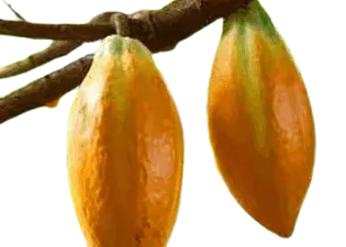 %Melted Fat & Skyrocketed Energy with Mitolyn%