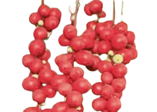 %Melted Fat & Skyrocketed Energy with Mitolyn%